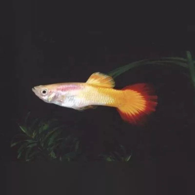 Tequila Sunrise Breeding Pair