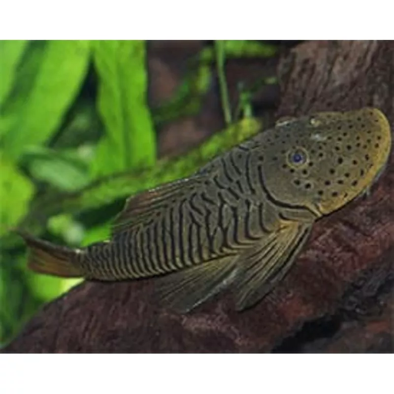 Thomsoni Rubbernose Pleco (aka Bulldog Pleco)