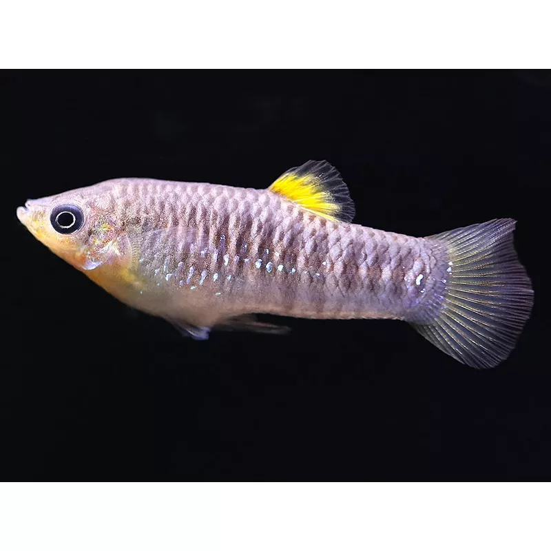 Tiburon Limia (Limia islai)USA Bred