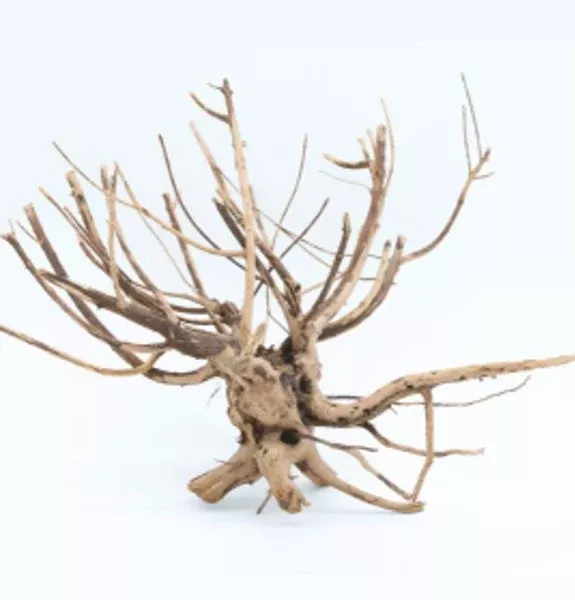 Tideline 12"-16" Pine Root Small