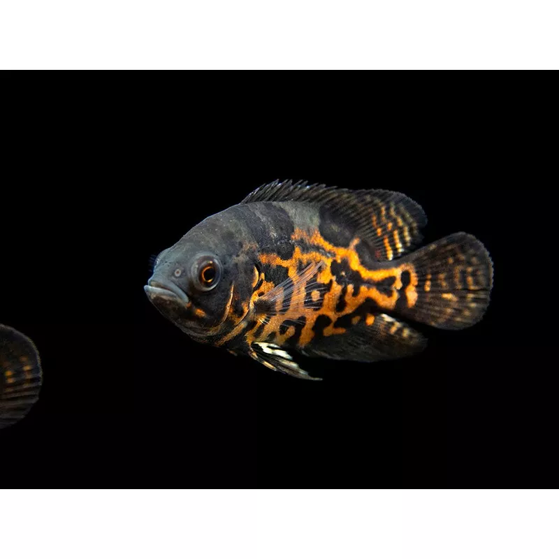 Tiger Oscar (Astronotus ocellatus), Tank-Bred