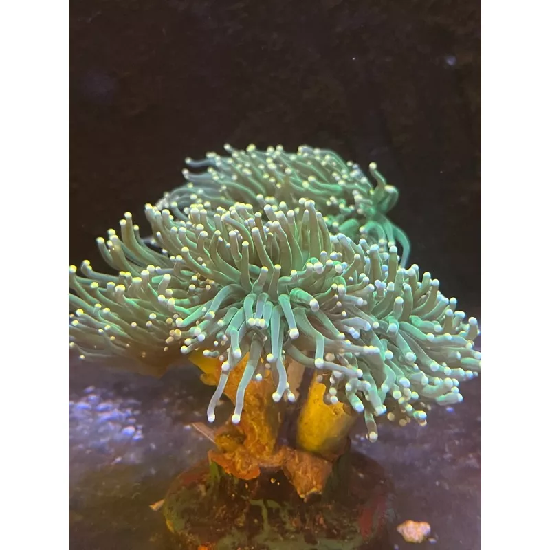 Torch Coral Green Yellow Tip