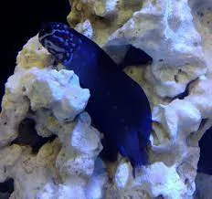 Tribal Blenny (Ecsenius namiyei)
