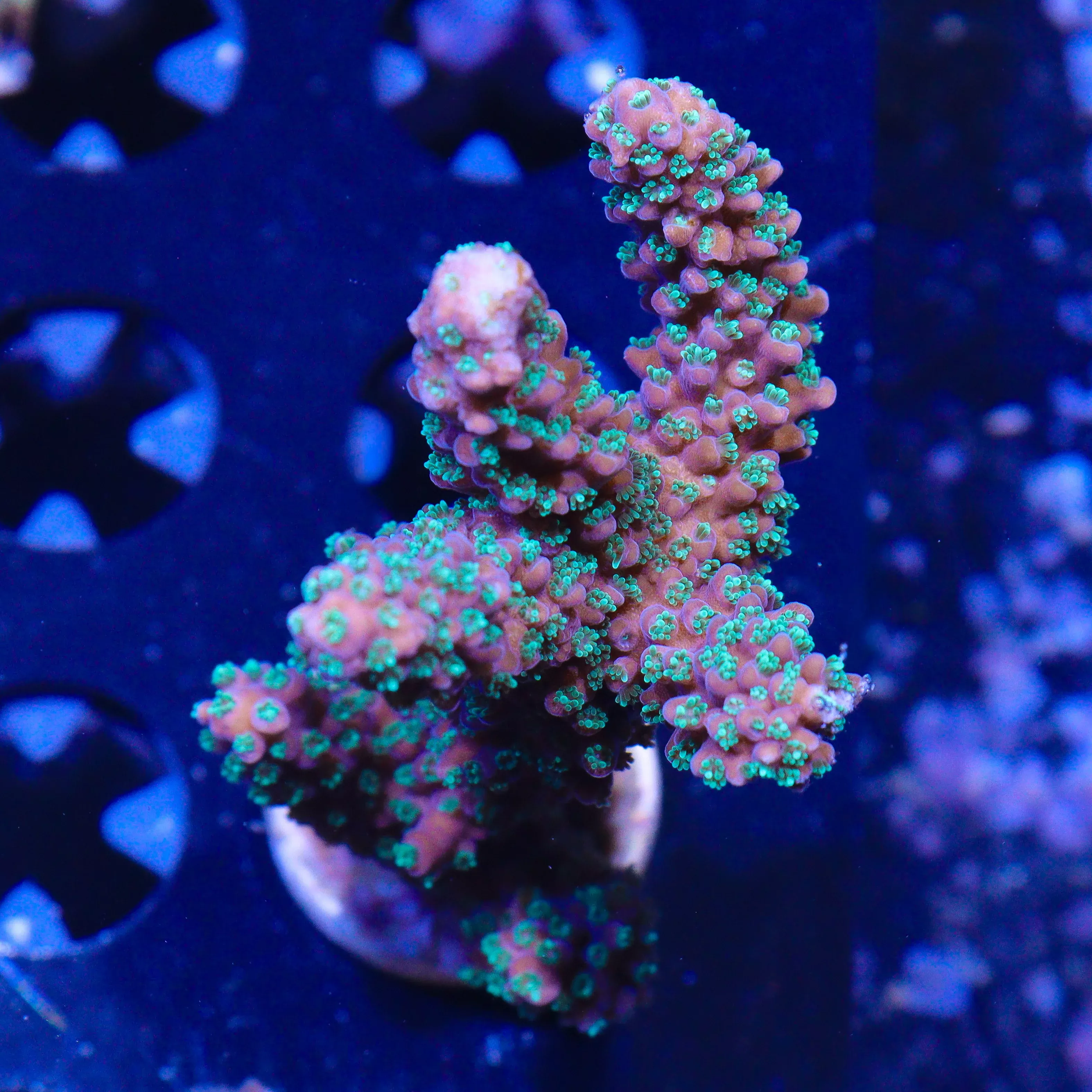 TSA Candlelight Acropora
