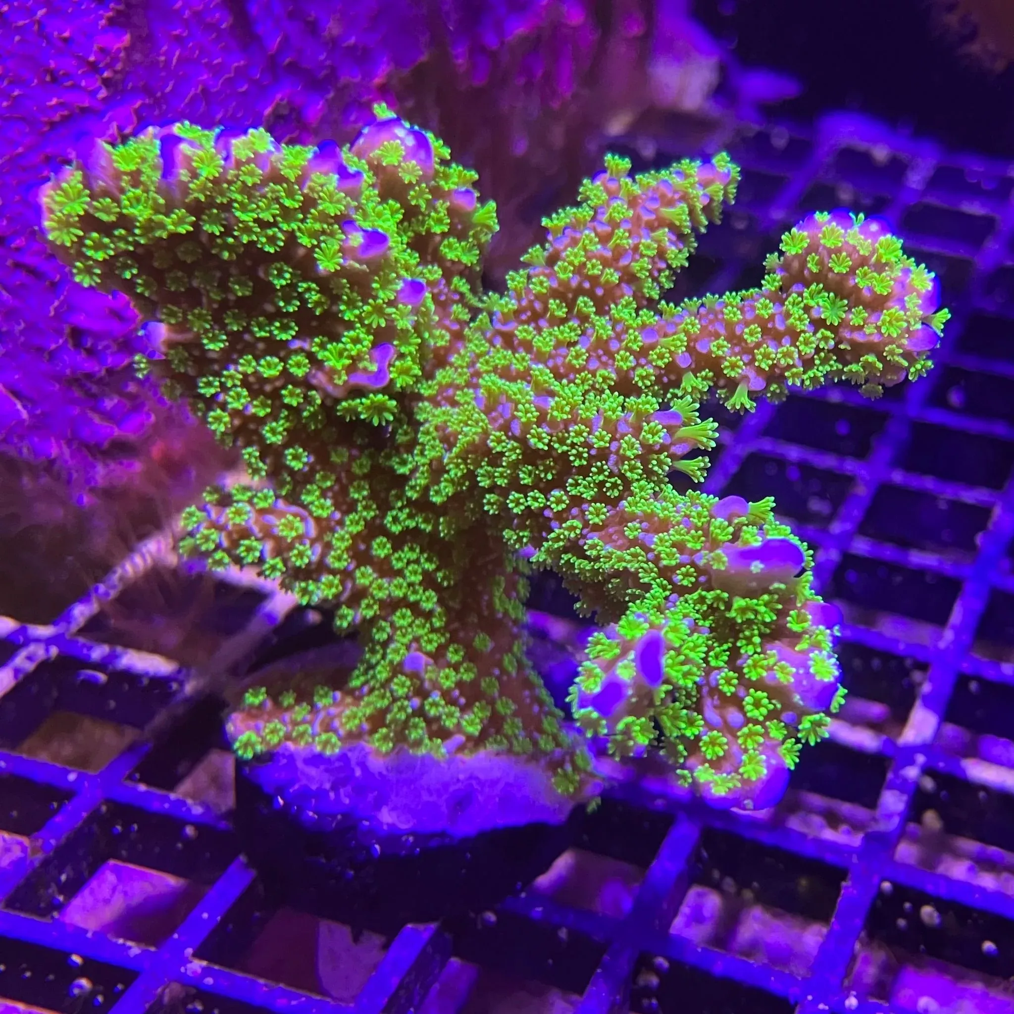 Tubbs Stellata Montipora