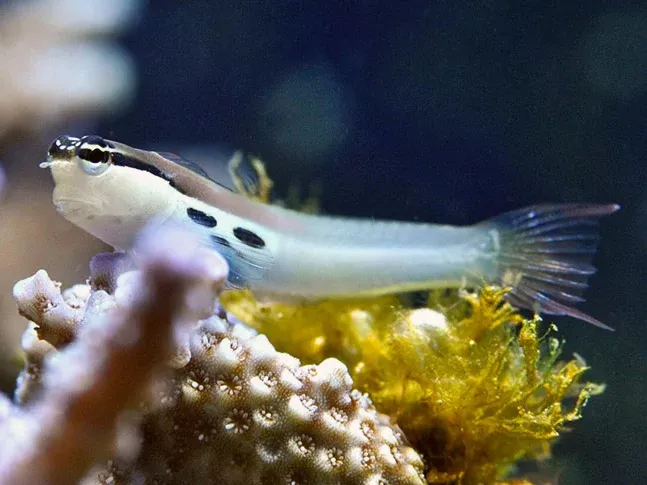 Two Spot Bimaculatus Blenny (Ecsenius bimaculatus)