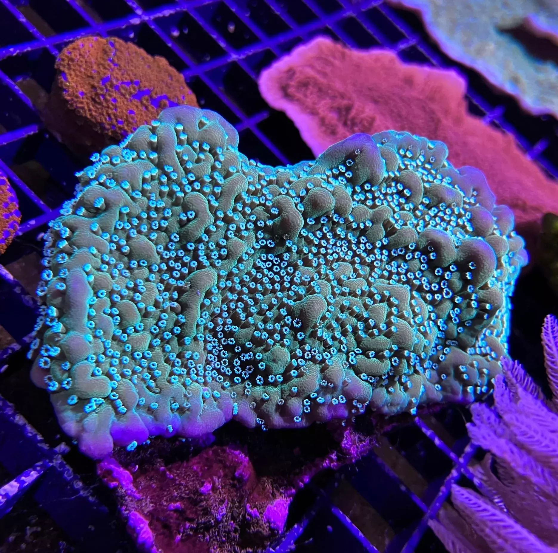 Tyree Montipora Undata aka Grimace Undata