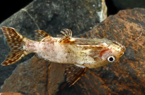 * Upside Down Catfish *PLEASE CONTACT FOR AVAILABILITY BEFORE ORDERING *LOCAL ONLY, NO OUT OF STATE SHIPPING