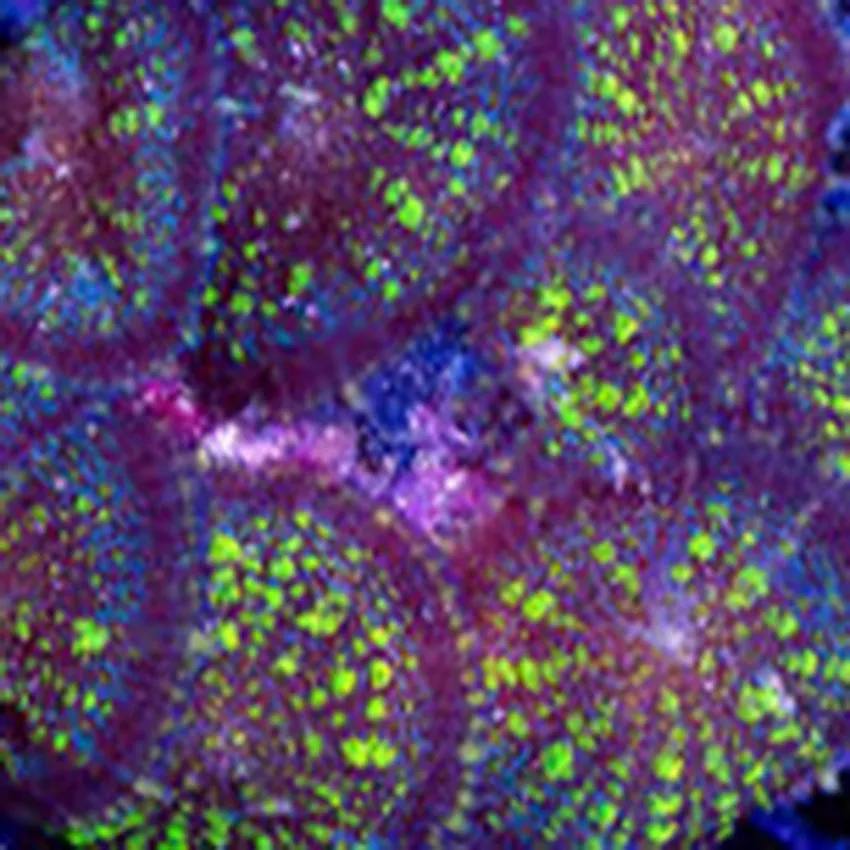 Uranium Rhodactis Mushroom F2
