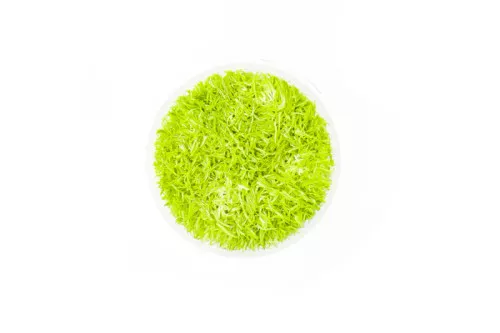Utricularia Graminifolia Tissue Culture *PLEASE CONTACT FOR AVAILABILITY BEFORE ORDERING