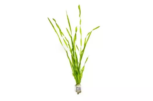 Vallisneria 'Corkscrew' (Contortionist)