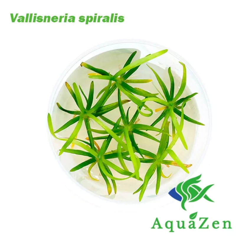 Vallisneria spiralis – Tissue Culture