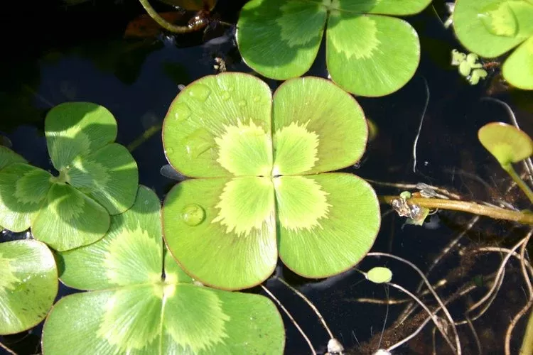 Variegated clover