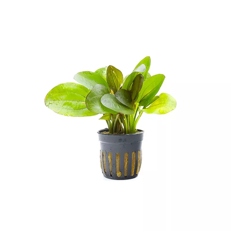 Variegated Sword Plant (Echinodorus horizontalis Variegated)