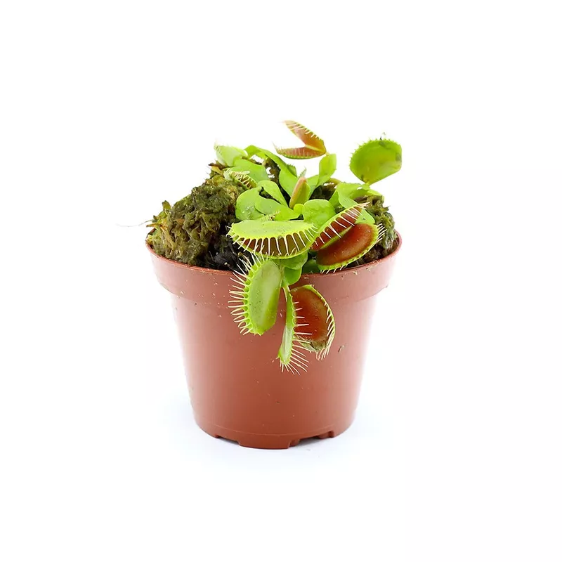 Venus Fly Trap (Dionaea muscipula) – Potted Carnivorous Plant