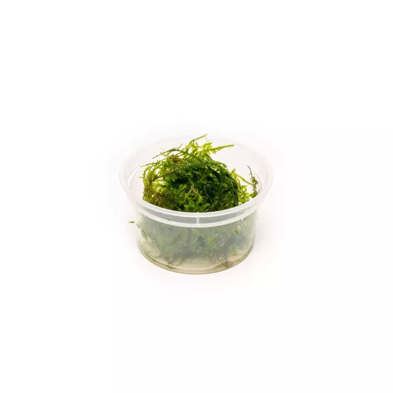 Vesicularia Sp Anchor Moss
