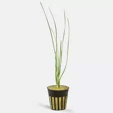 Water Onion Dwarf - Zephyranthes candida