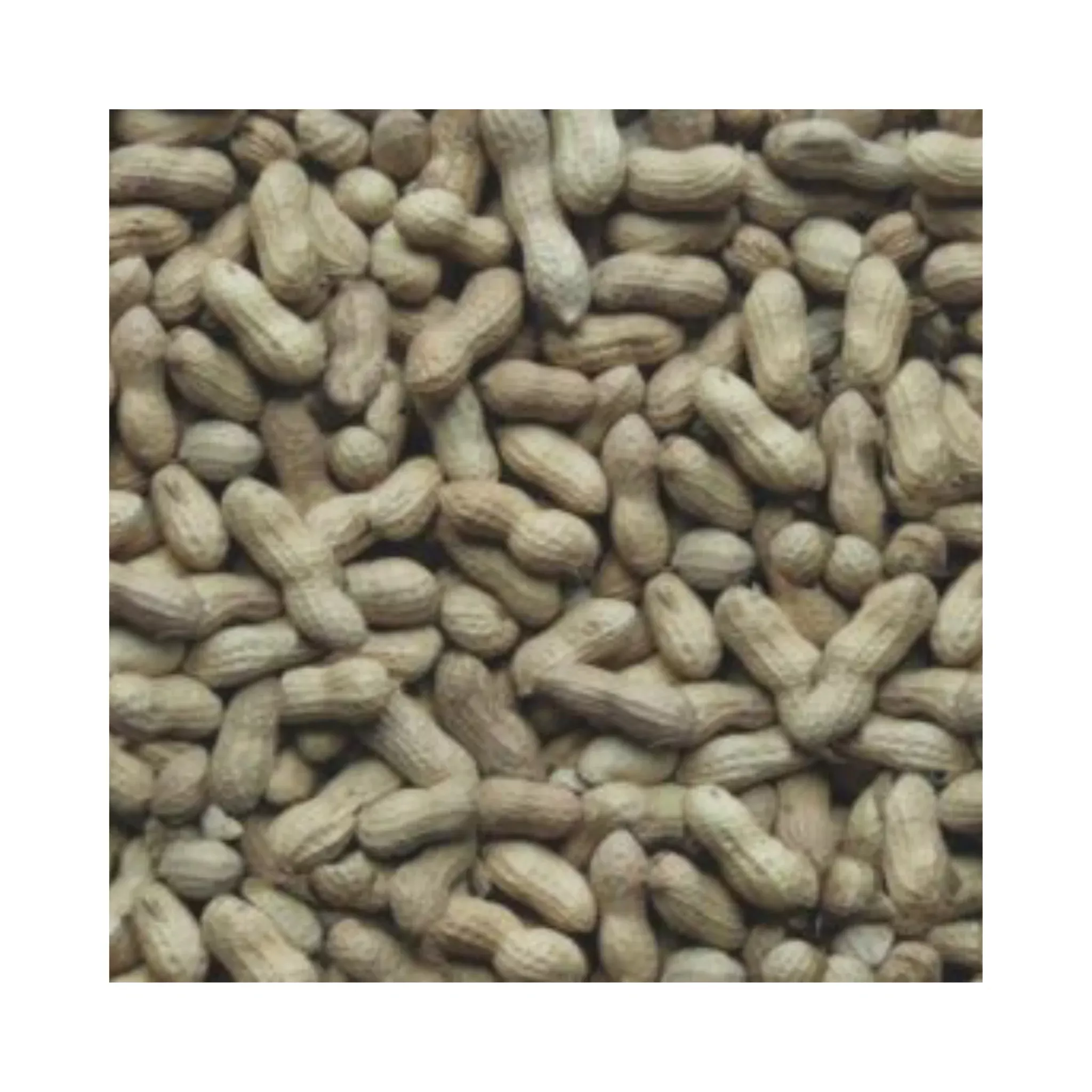 Whole Peanuts in the Shell
