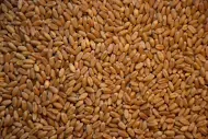 Whole Wheat