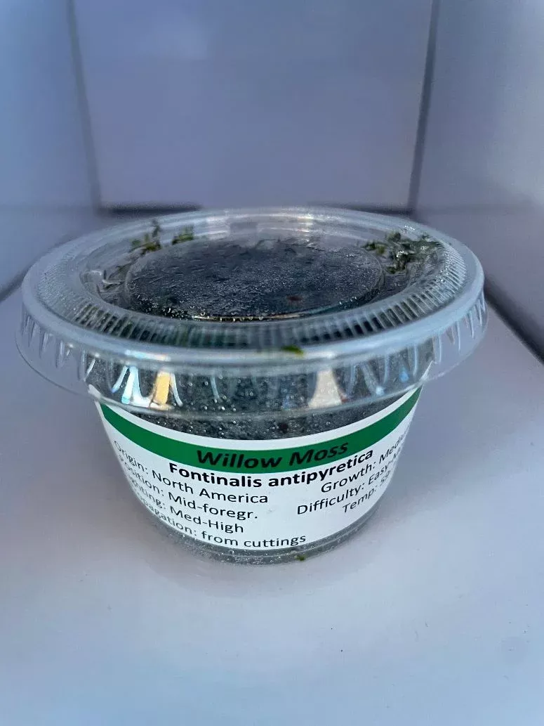 Willow Moss – 1/2 Cup