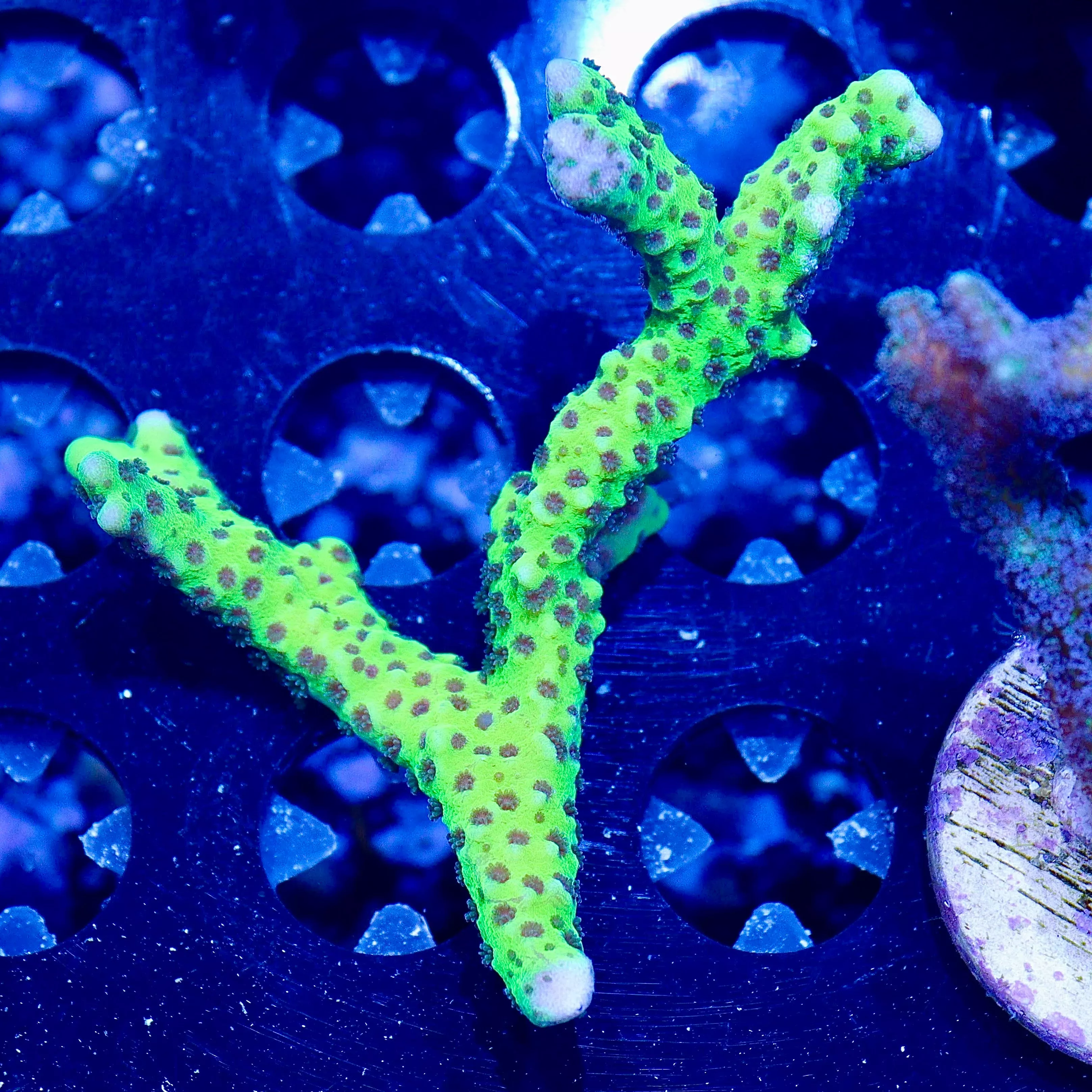 WYSIWYG - Bright Green Spongodes