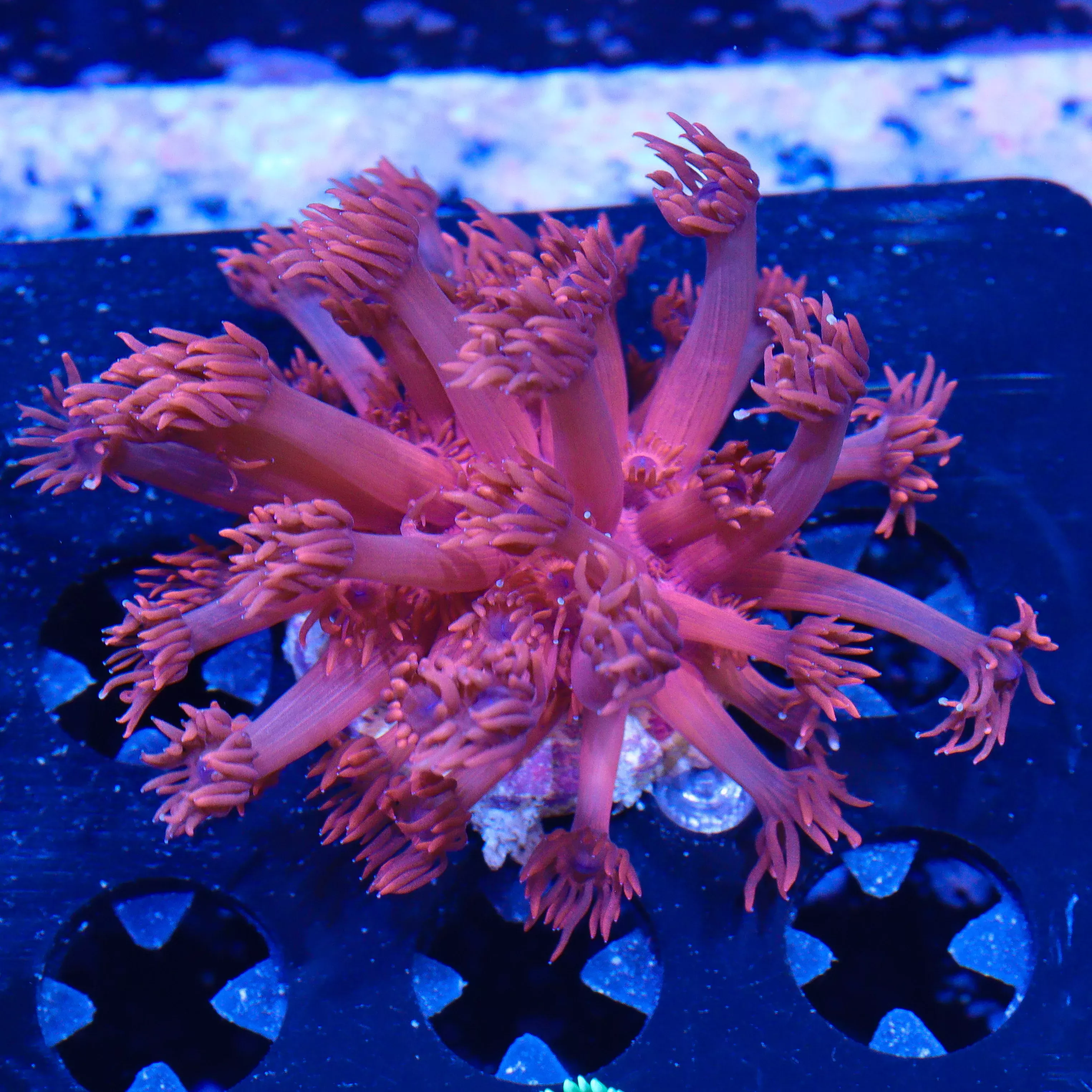WYSIWYG - Bright Red Goniopora