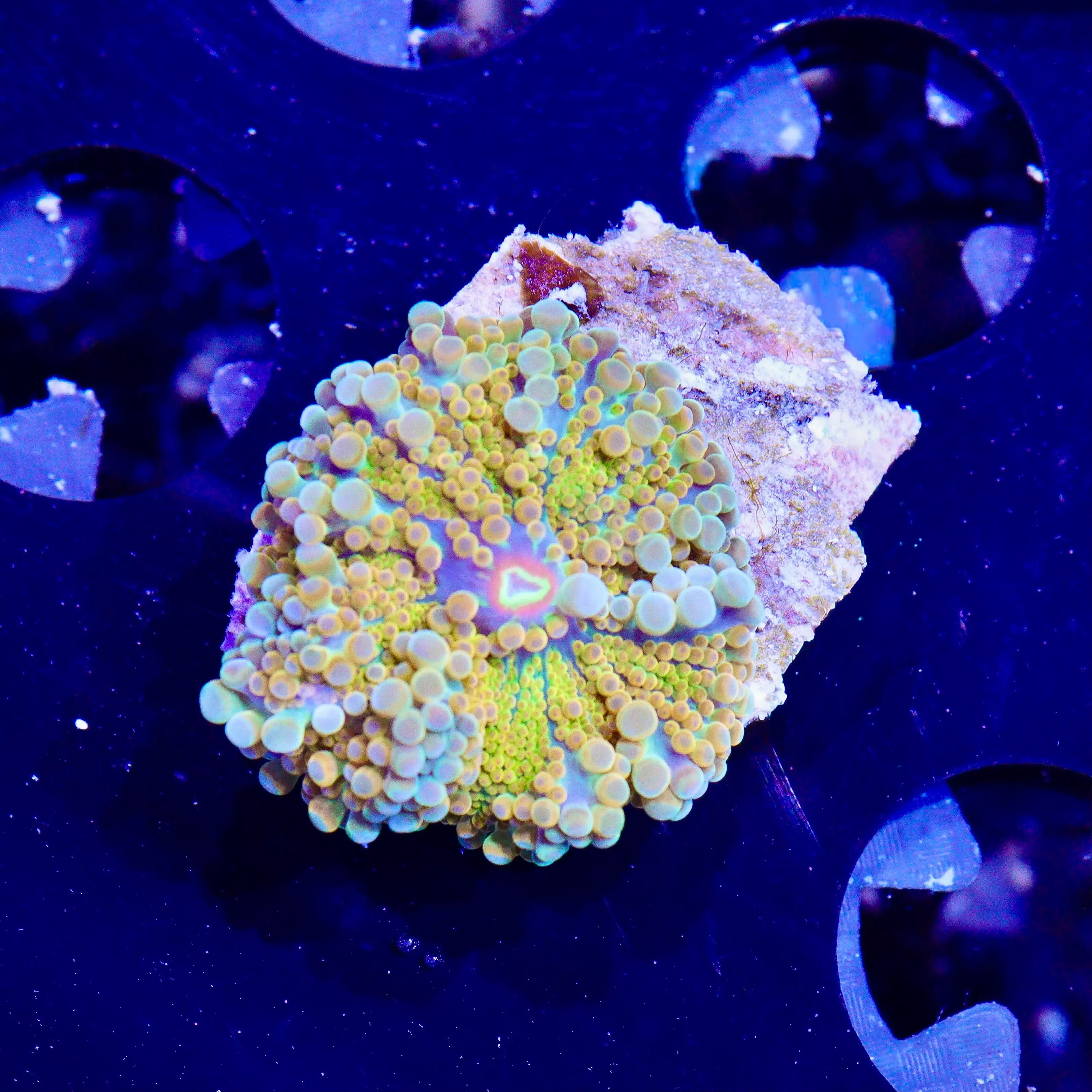WYSIWYG - Bright Yellow Yuma #1