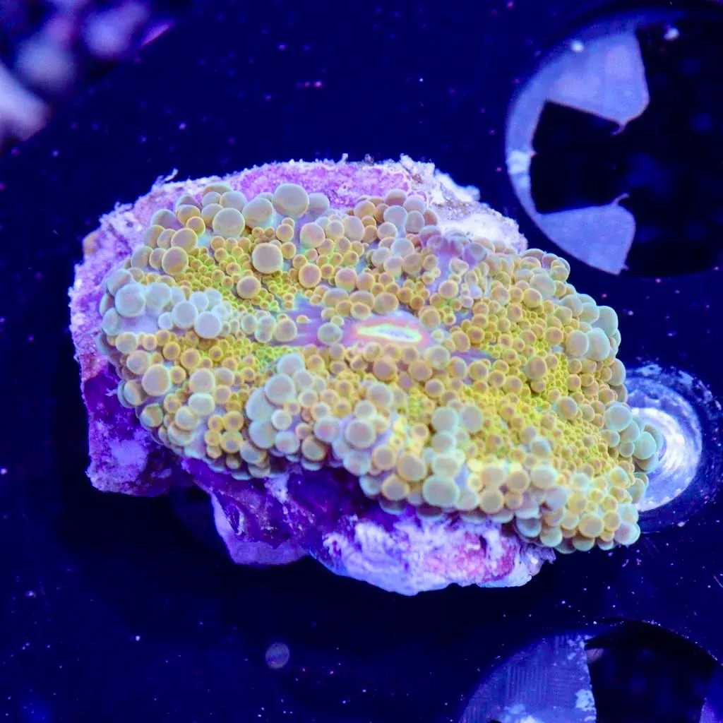 WYSIWYG - Bright Yellow Yuma #3