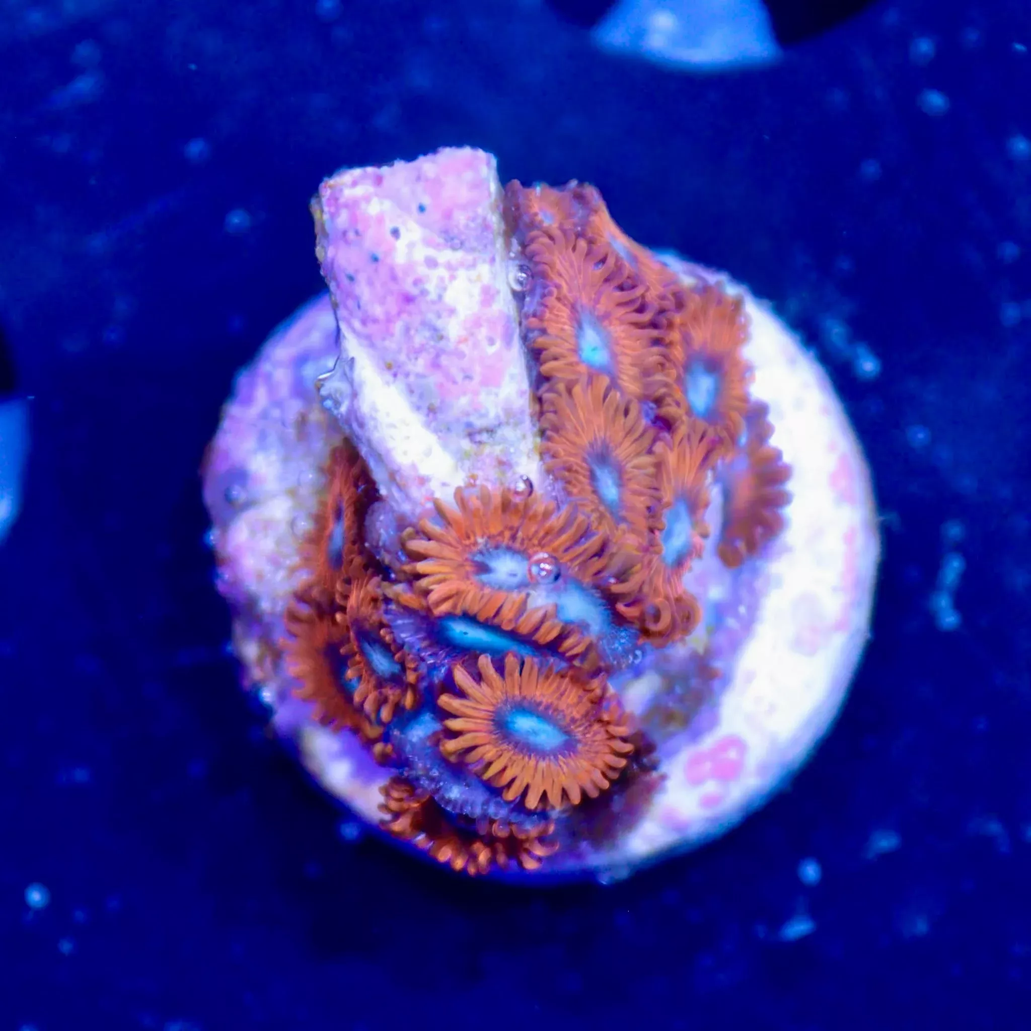 WYSIWYG - Charmander Zoa