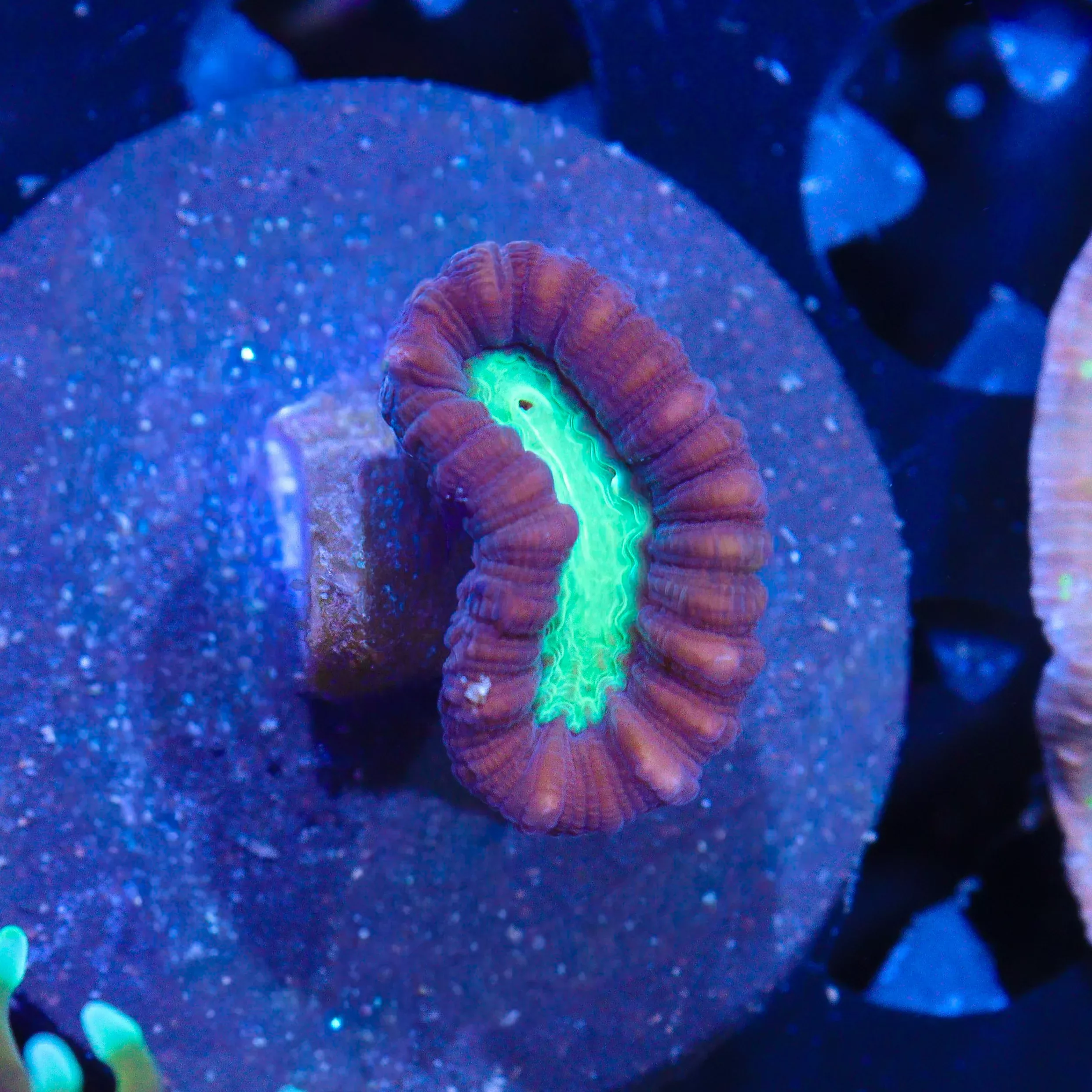 WYSIWYG - ECC Bicolor Candy Cane