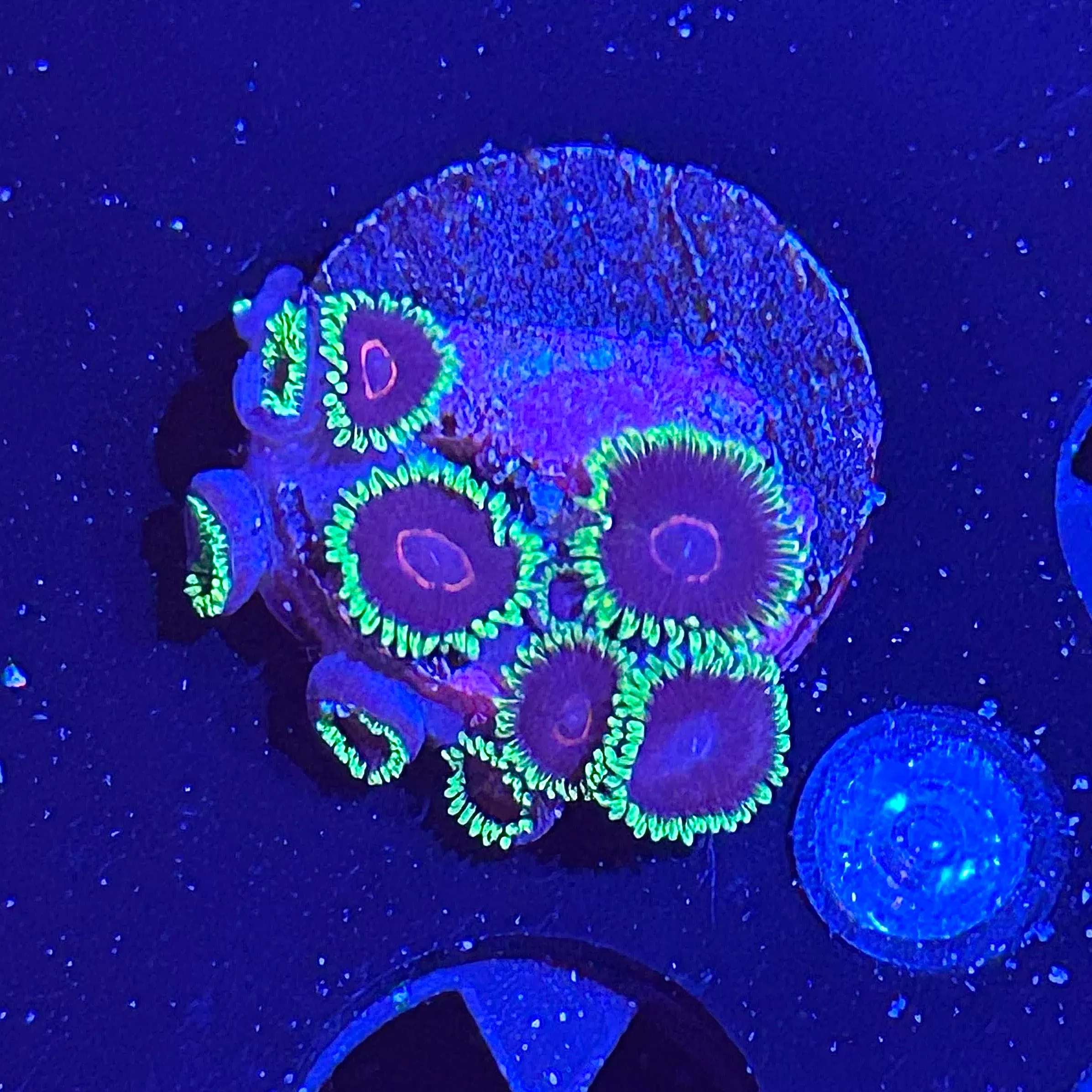 WYSIWYG - Evil Heart Zoa