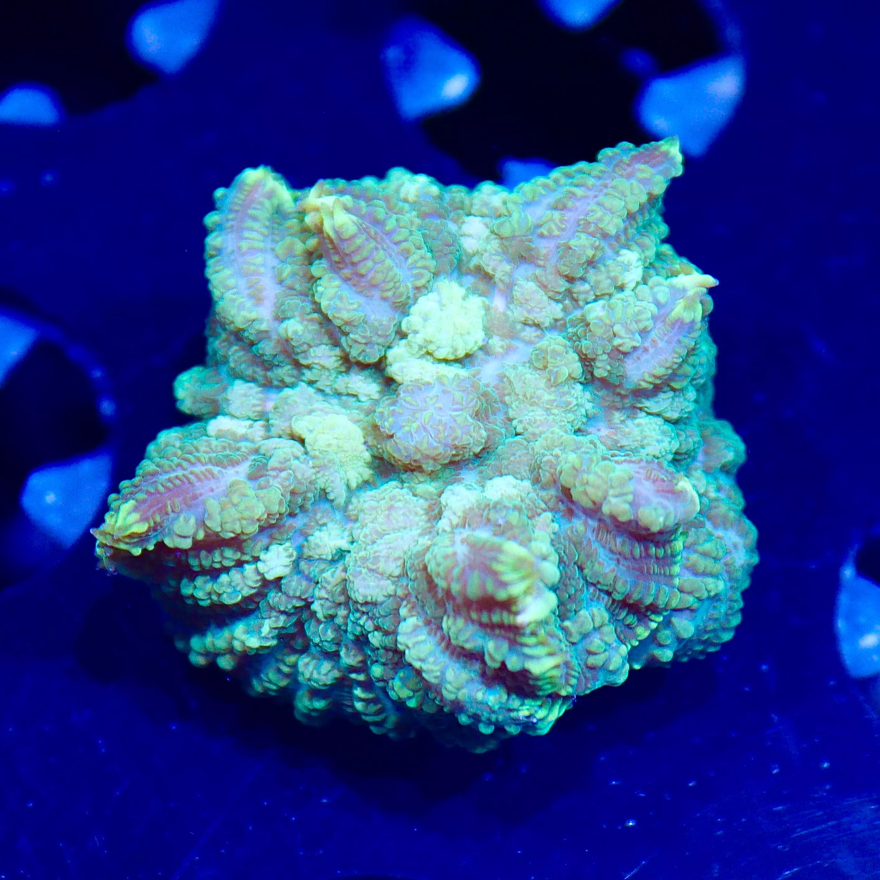 WYSIWYG - Green Rhodactis #3