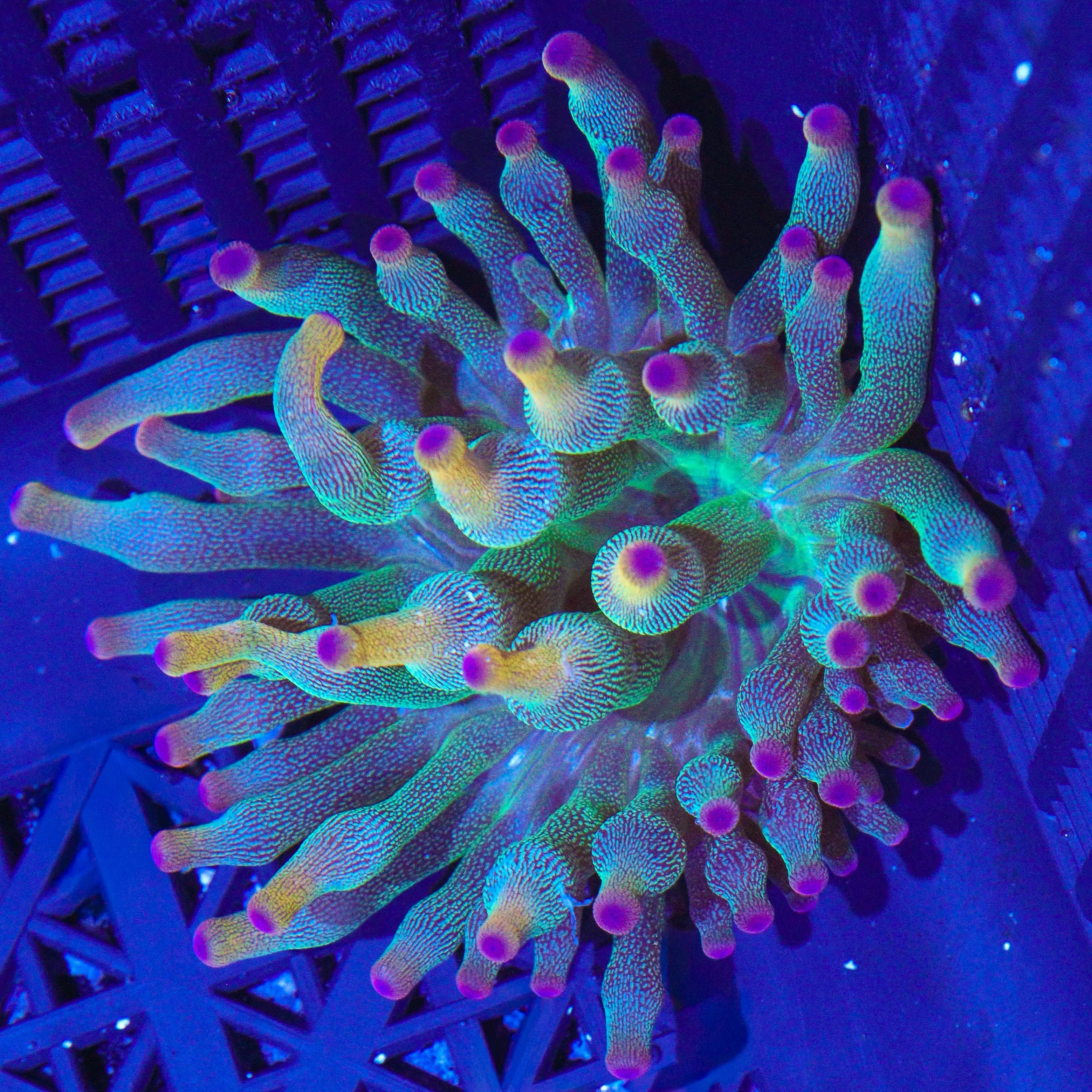 WYSIWYG - Holy Grail Bubble Tip Anemone