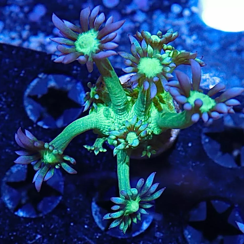 WYSIWYG - Medusa Goniopora