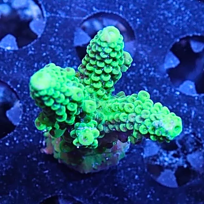WYSIWYG - Monster Boobies Acropora
