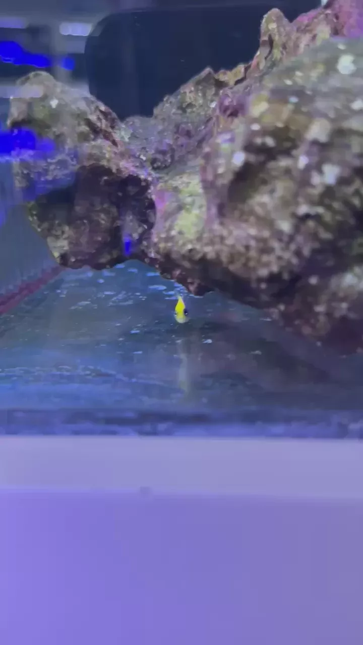 WYSIWYG - ORA Sunrise Dottyback