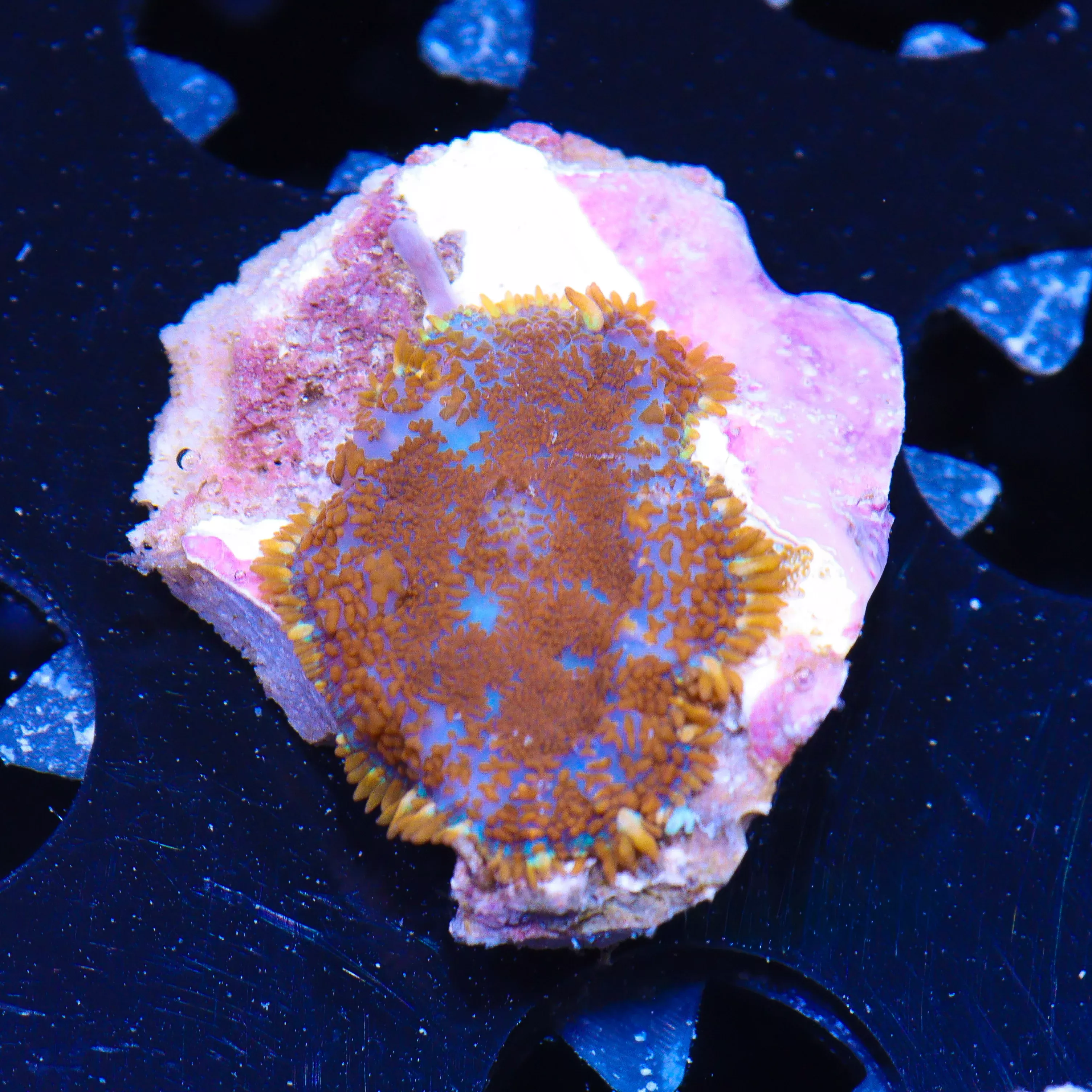 WYSIWYG - Orange Rhodactis #1