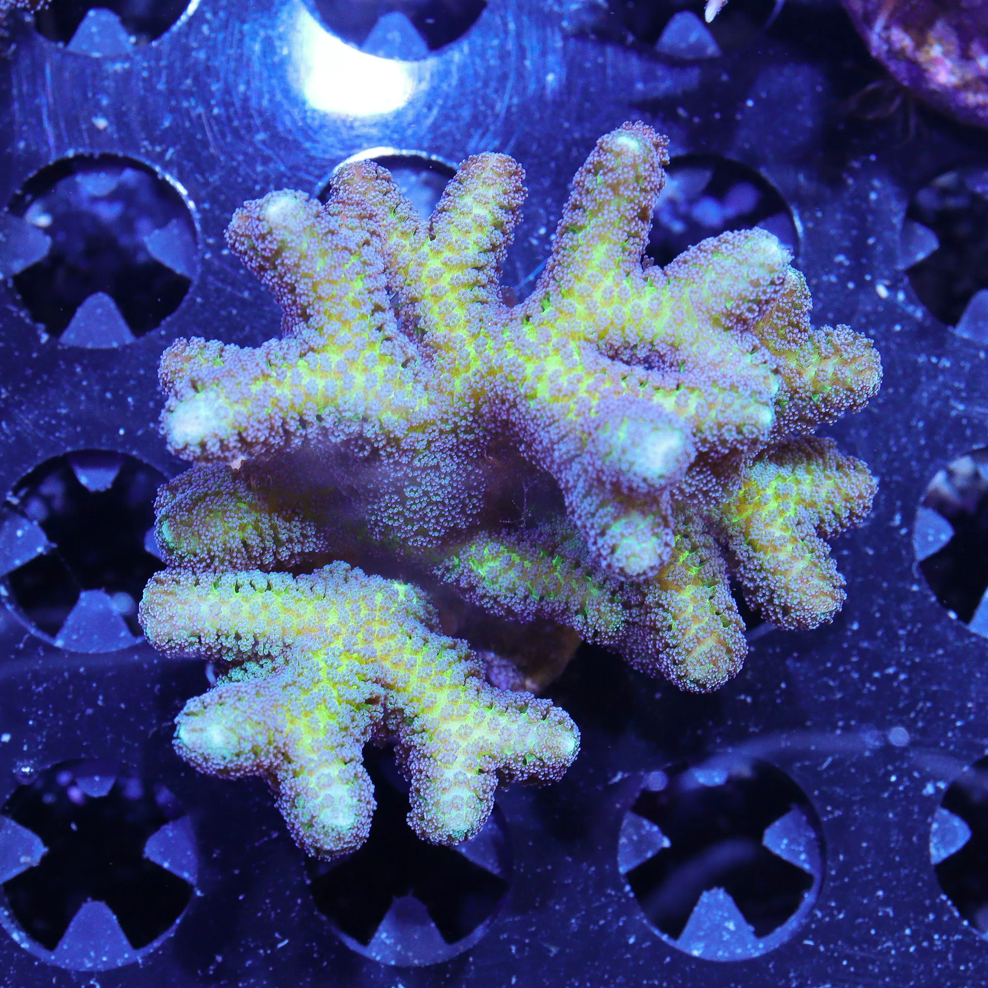 WYSIWYG - Purple Polyp Fuzzy Birdsnest #2