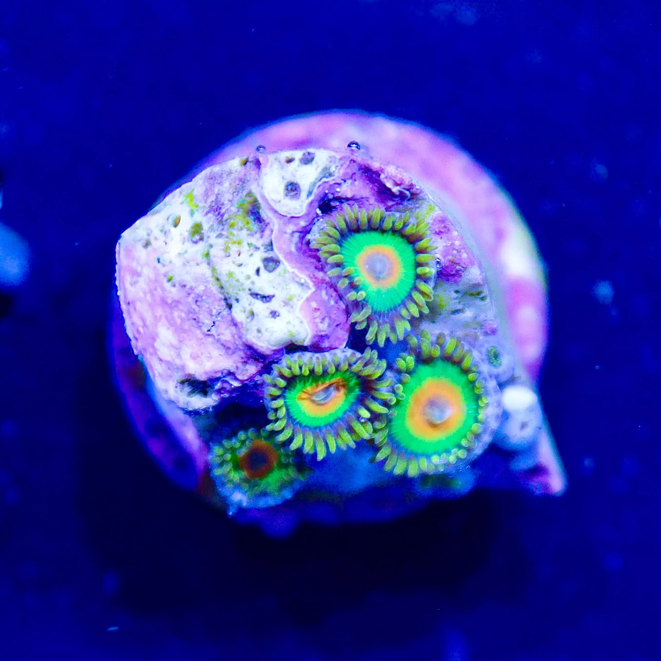 WYSIWYG - Rasta Zoa #2