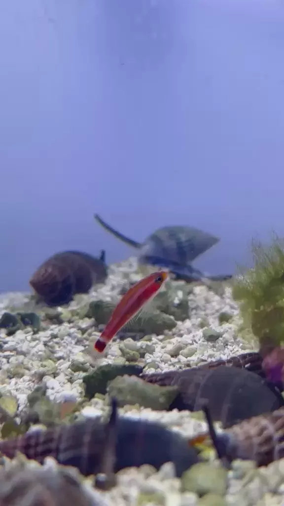 WYSIWYG - Red Spot Tail Goby