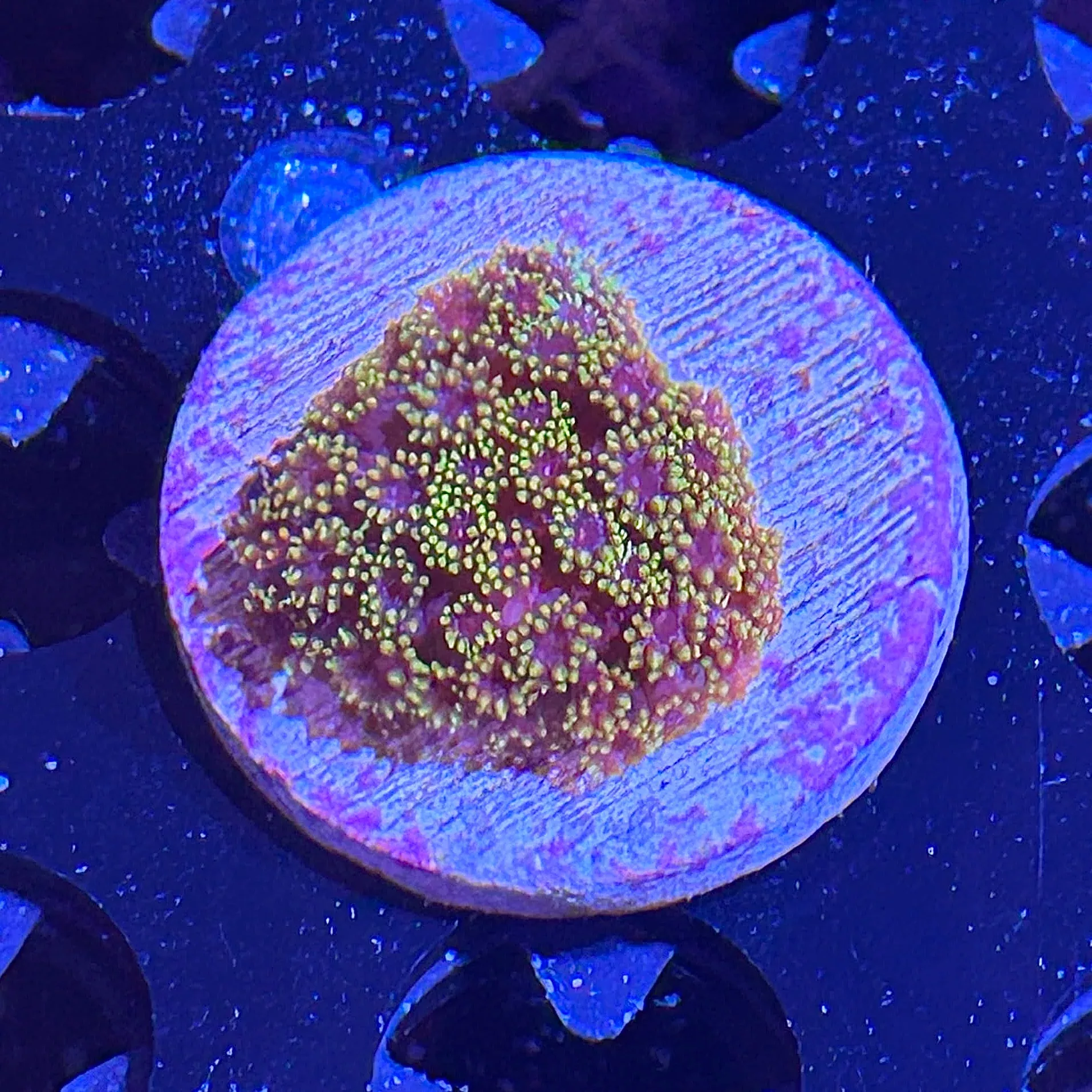 WYSIWYG - Short Polyp Rainbow Goni #1