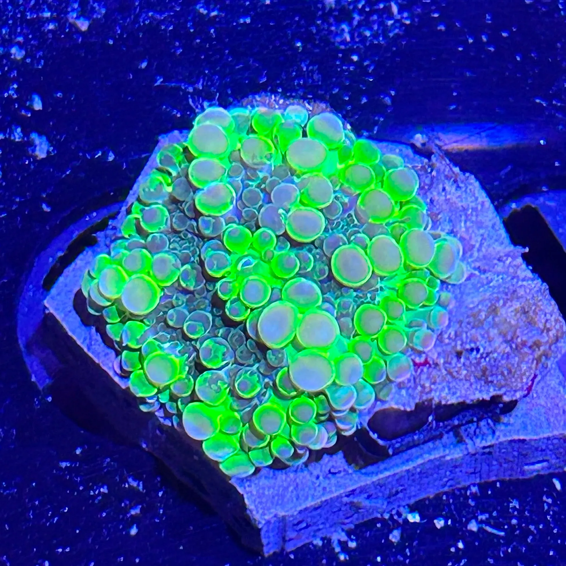WYSIWYG - Sour Apple Yuma #2