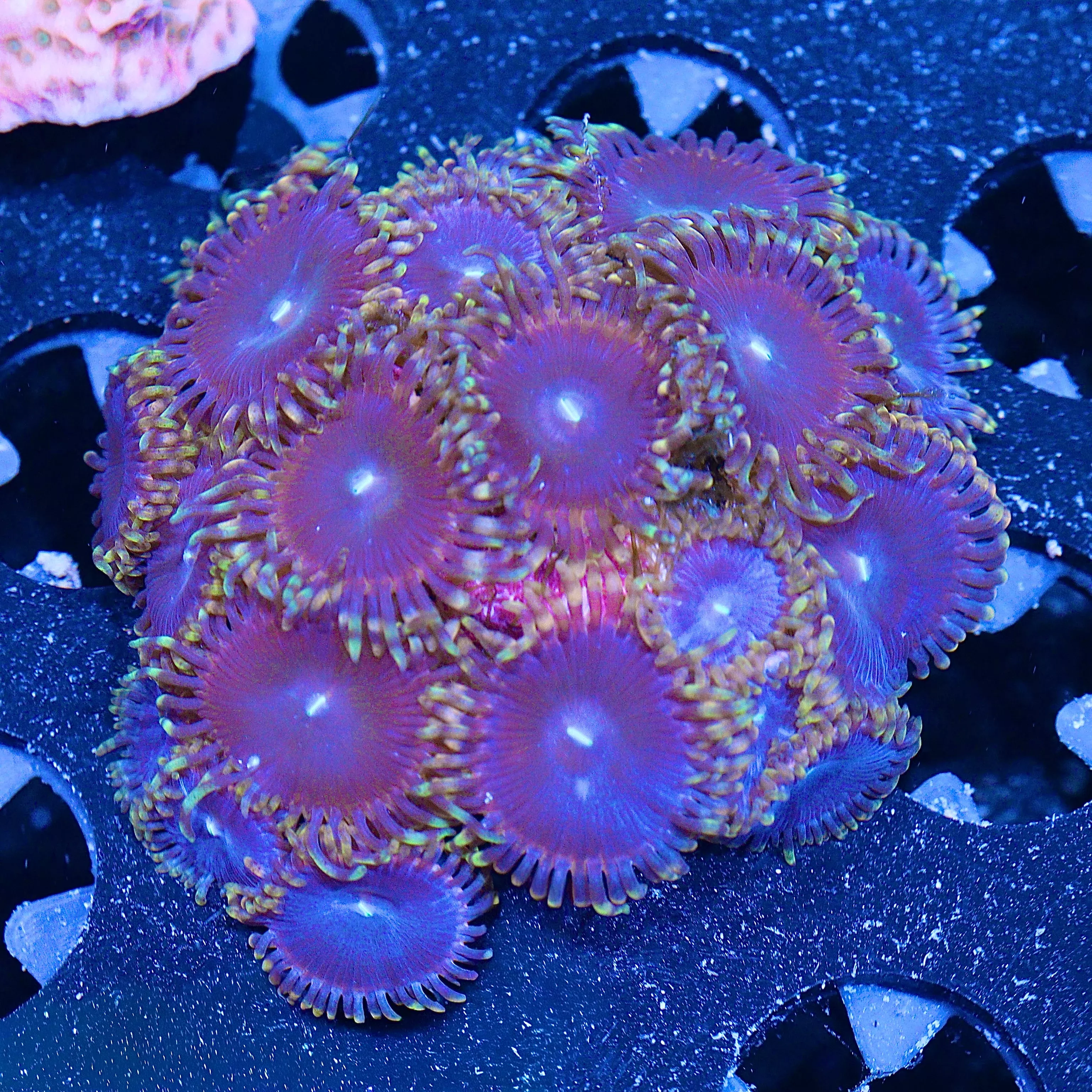 WYSIWYG - Sweet Tooth Zoa