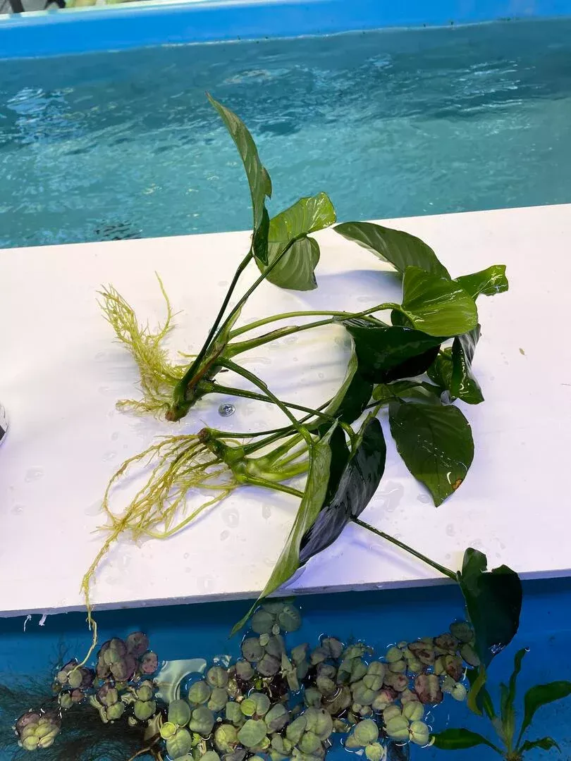 XL Anubias Barteri
