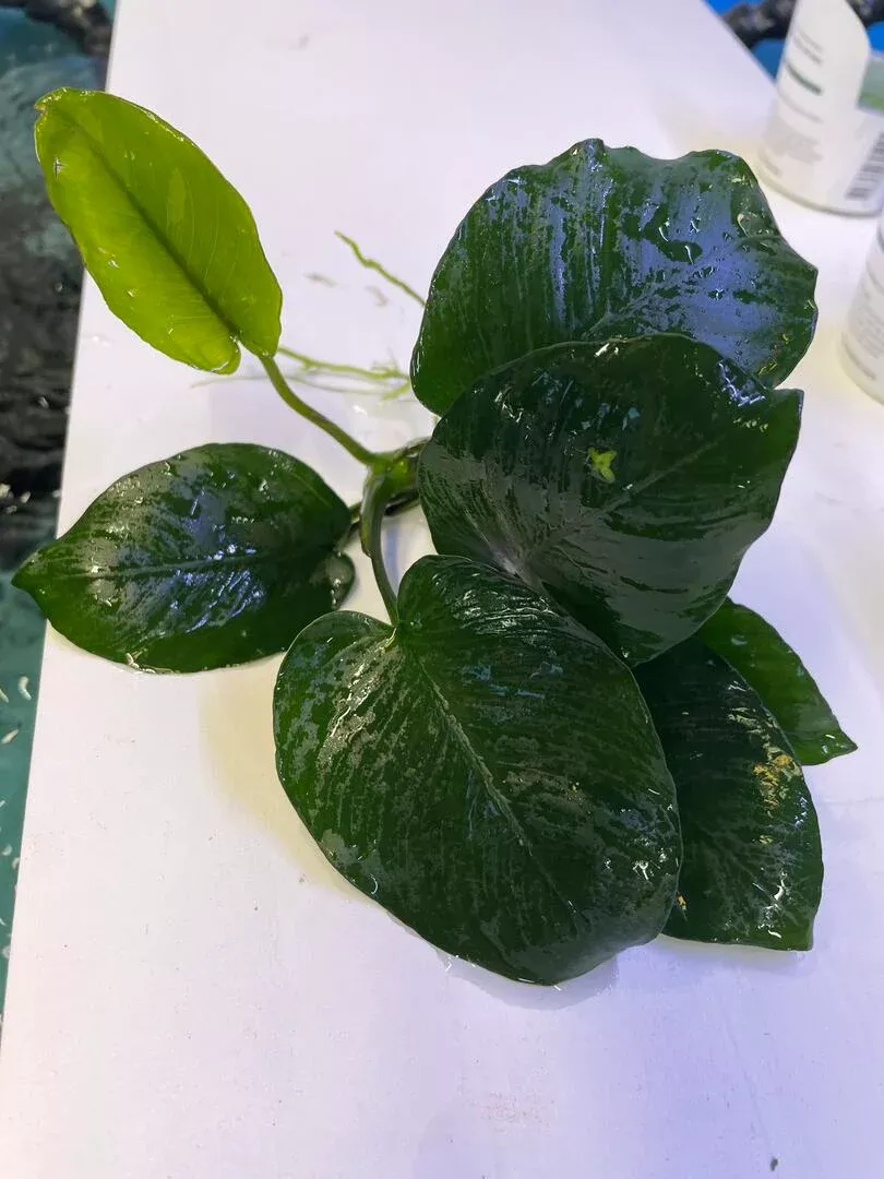 XL Anubias Nana