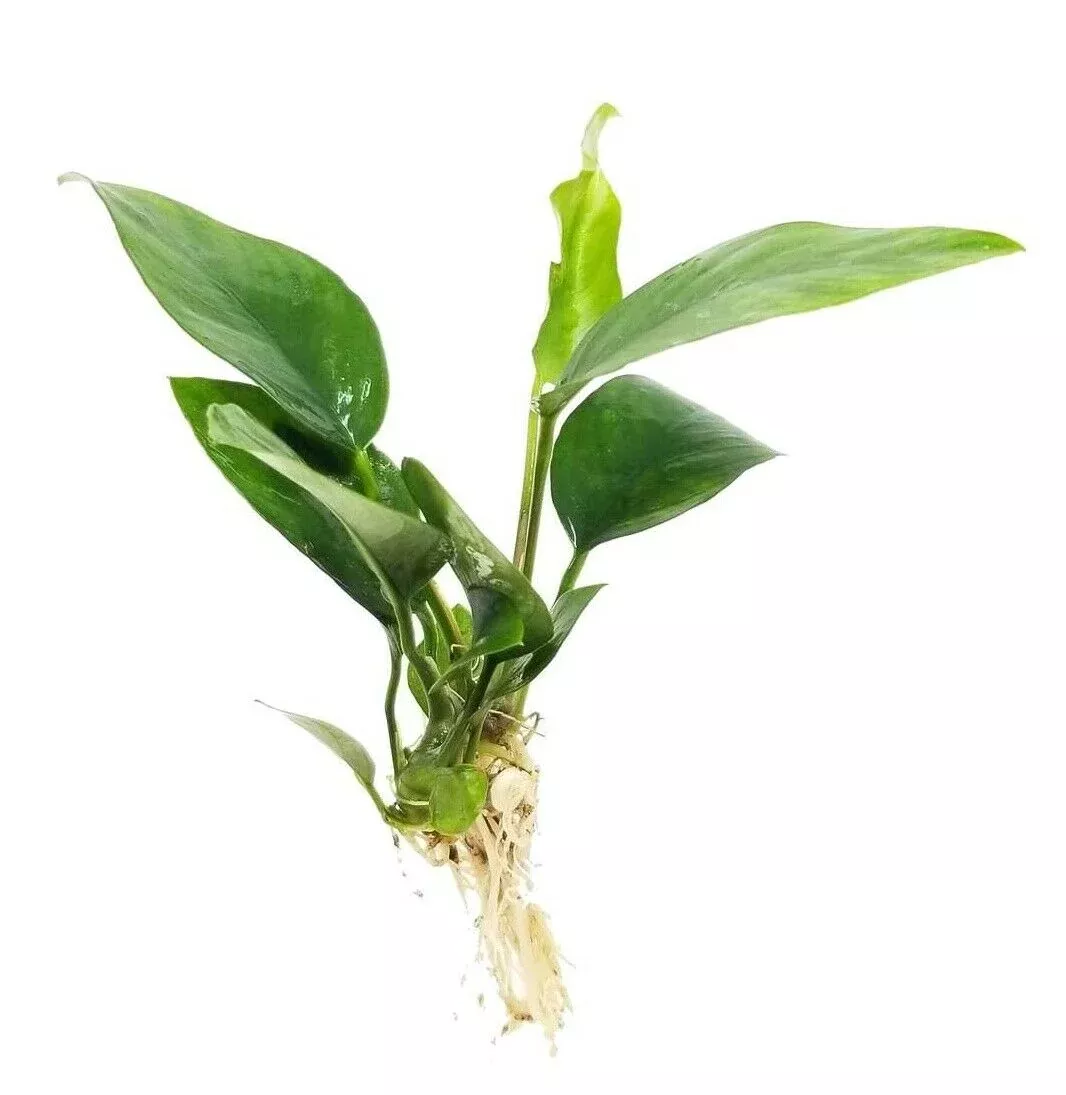 XL Anubias Nancon