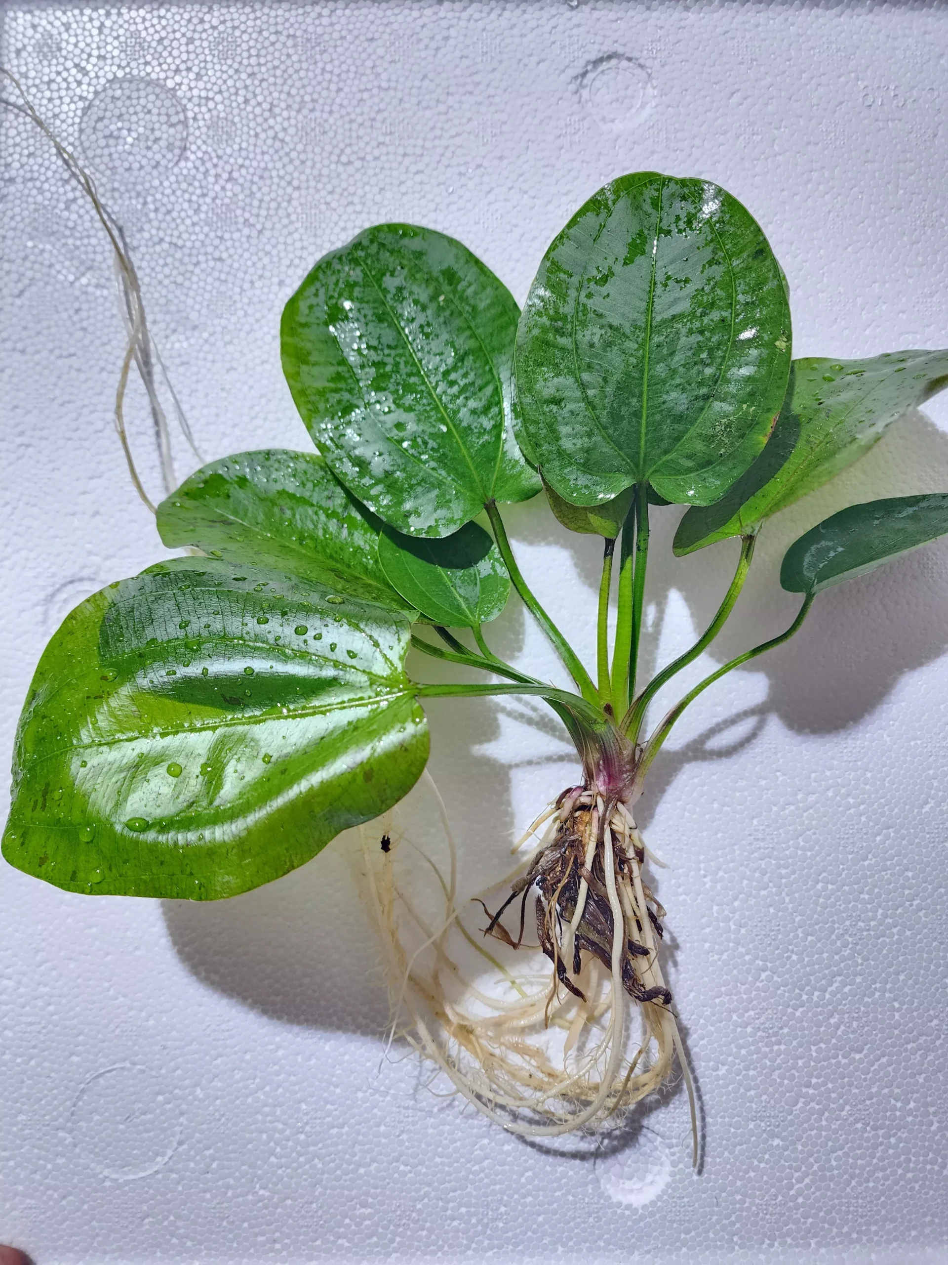 XL Echinodorus “Spotted Harbich”