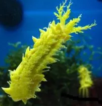 Yellow Cucumber