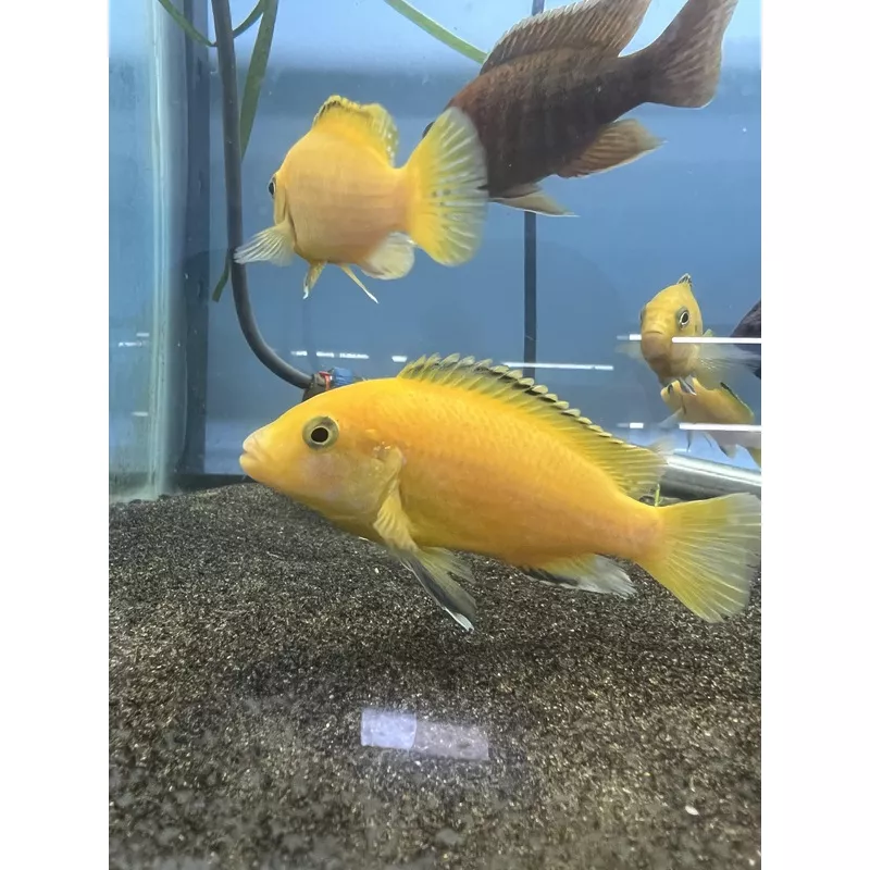 Yellow Labidochromis
