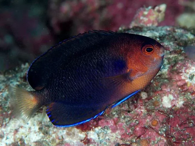 Yellowtail Pygmy Angel (Centropyge flavicauda)